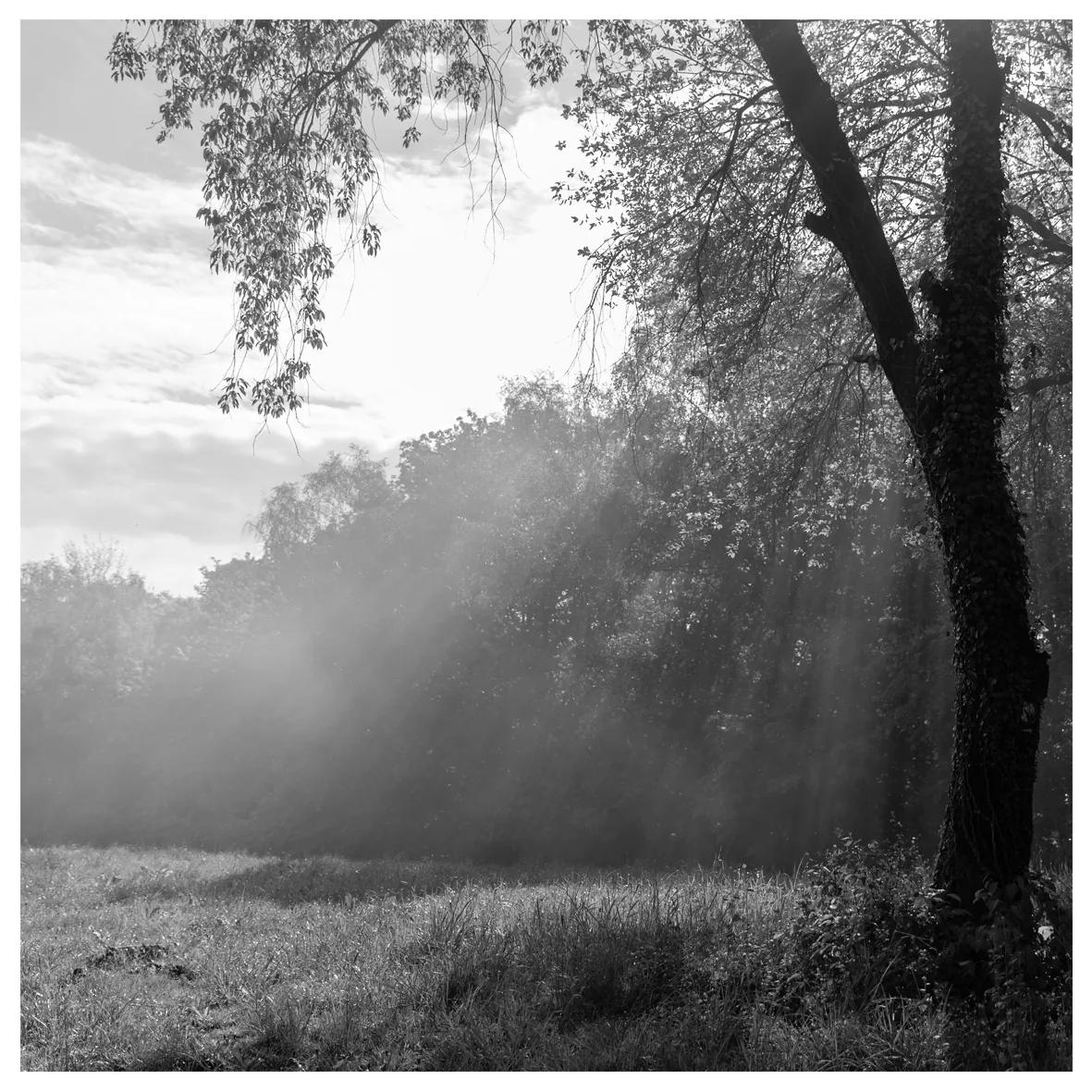 FineArt 10x10 Baum-Edition