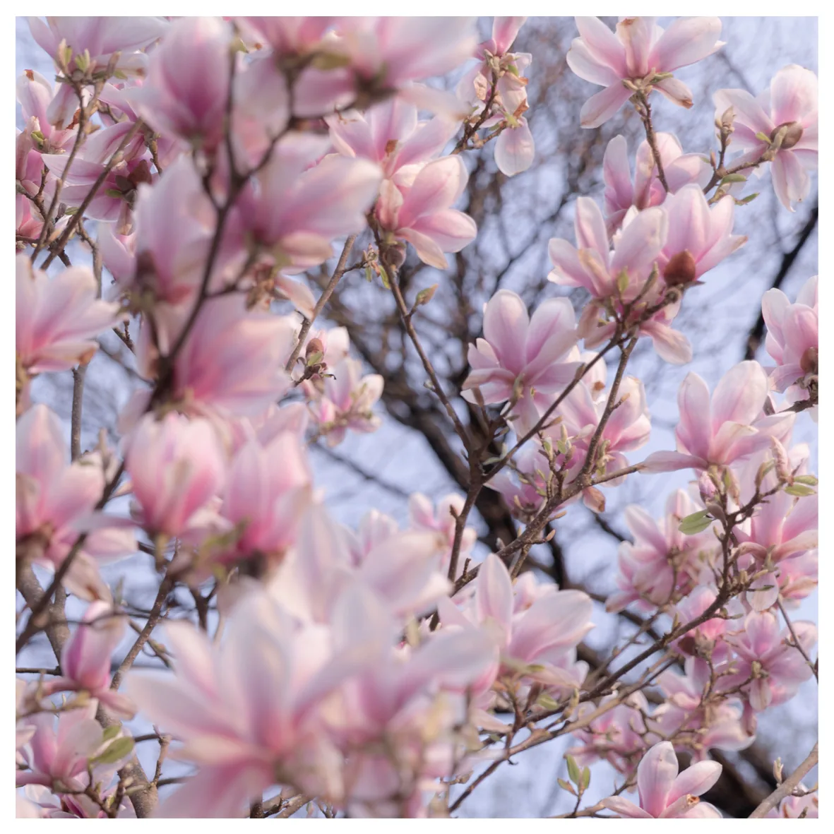 FineArt 10x10 Blüte-Edition